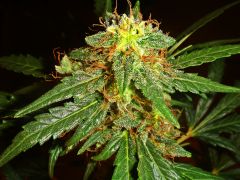 ak47seedsrd3