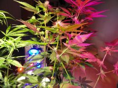 leds & buds