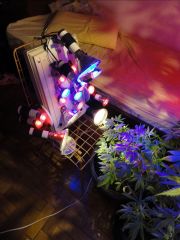 growbiarra improsiada com lâmpadas led