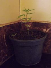 1 mes e 15 dias - tamanho do vaso e planta