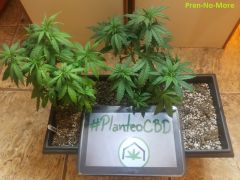 FT #planteoCBD