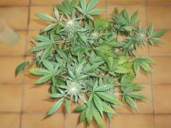 Early thay  81days 8 week flowering