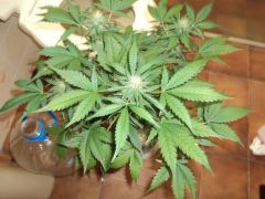 Early Thay 66 days 5 week flowering