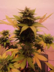 top bud Mazar 70 days fifth flowering