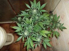 Early thay 72 days 6 week flowering