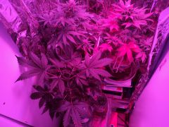 grow led 56d and 34 days