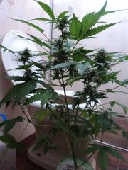 Early Thay 66 days 5 week flowering