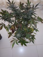 Early thai 109 days 12 week flowering cut day