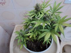 blueberrie 86 days 8 week flowering flushing ph 6.5