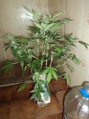 Early thay 72 days 6 week flowering