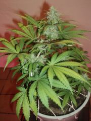 Blueberry 70 days fifth week flowering sl