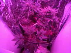 grow with three plants51 and 29 days