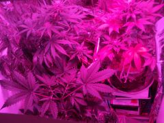 grow led 56d and 34 daysm