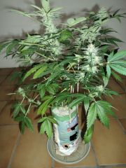 Early thay  81days 8 week flowering