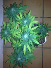 Early Thai X Skunk#1 82 days 6 week flowering