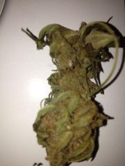 BUD Early Thai X Skunk#1 1g