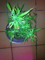 pren 86 days 6 week flowering