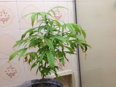 pren 63 days 3 week flowering