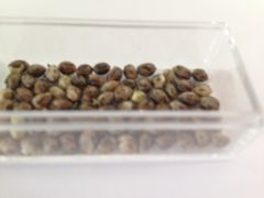 Early Thaix pren seeds