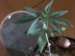 skateweed
