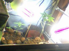 GROWZINHO