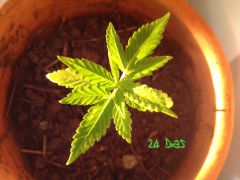 Prenseed 24 dias