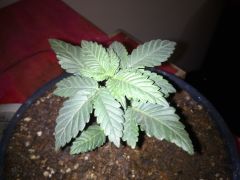 Master Kush (4 semanas)