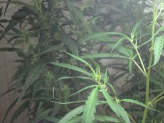 Clone Nevile haze 2 meses