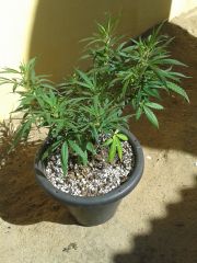 Clone critical de alporquia que sofreu main lining