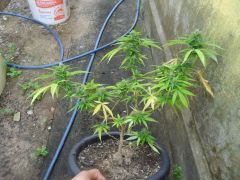 clone critical 30 dias flora