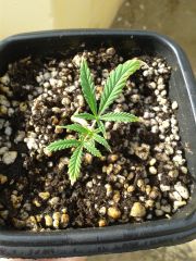 clone com 7 dias plantado