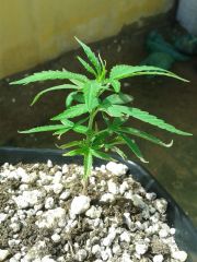 clone critical que foi plantado no dia 6/ 5/ 2014