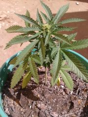 41 dias  Skunk#01