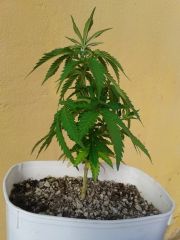 39 dias de vega, depois do supercropping