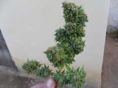 Realizando (top bud)