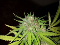 Bud principal