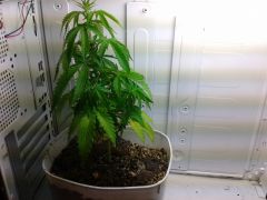 skunk#01 46 dias