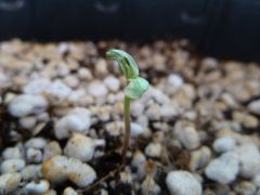 Autoflorescente Jet 47 (Flash Seeds) - TRAVADISSIMA!!