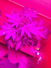 Clone Casey Widow 7ª semana