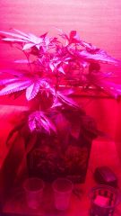 Clone Casey Widow 8ª semana