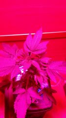 Clone Casey Widow 5ª semana