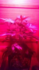 Clone Casey Widow 9ª semana