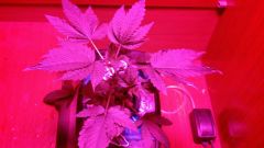 Clone Casey Widow 4ª semana