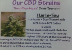 Harle - Tsu Strain