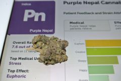 Purple Nepal Kush