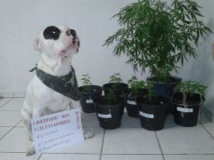 Concurso Growroom - Foto de Março