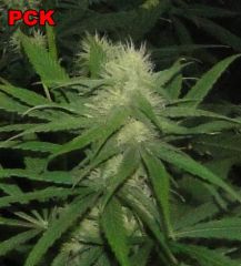 PCK 02