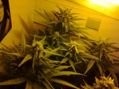 2 W.R / 1 Chronic ...... 4 semana