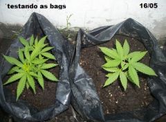 testando cultivo permanente em sacos