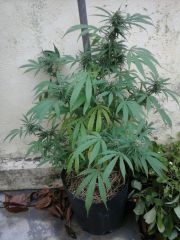 Bd sativa